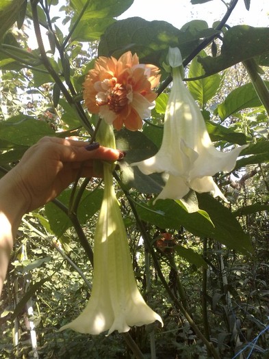 99 - Brugmansia si datura