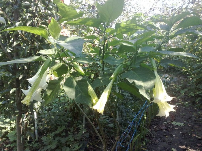 00 - Brugmansia si datura