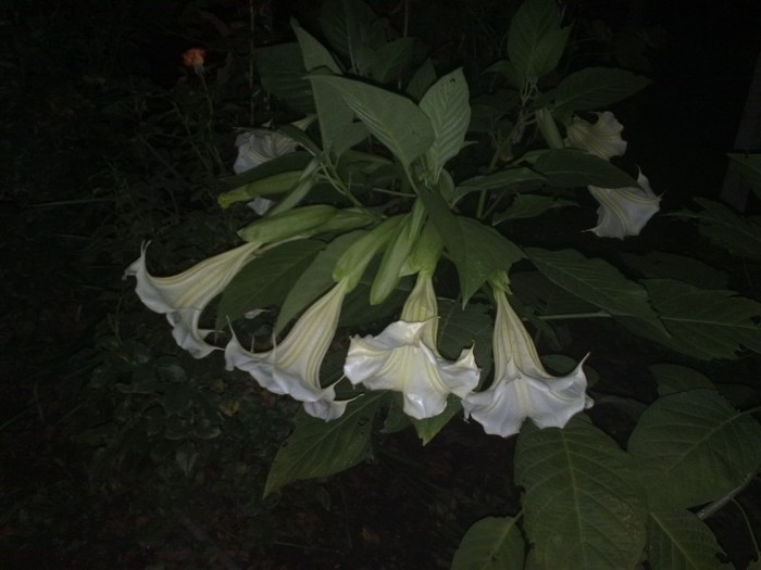 51 - Brugmansia si datura