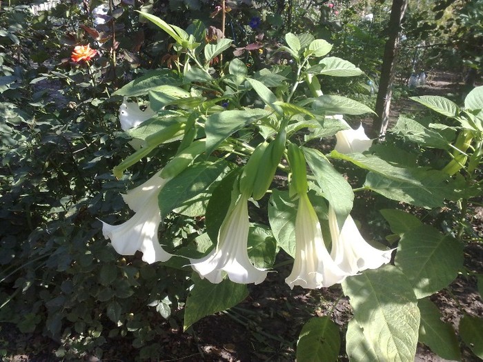 89 - Brugmansia si datura
