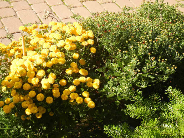 Chrysanthemums (2011, Oct.20) - 10 Garden in October