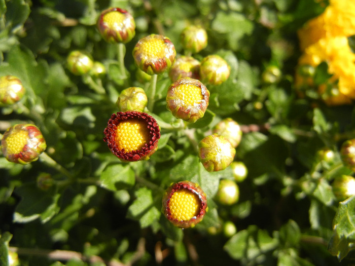 Chrysanthemums (2011, Oct.20)