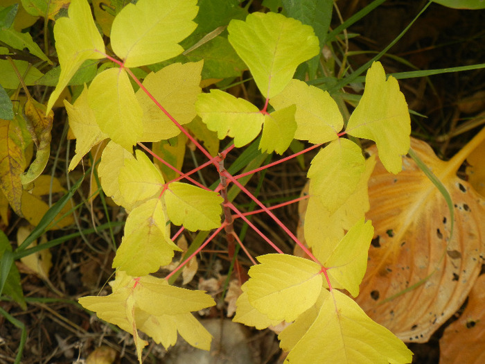 Autumn Colors (2011, October 25)