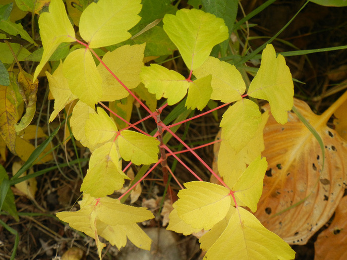 Autumn Colors (2011, October 25) - 10 Garden in October