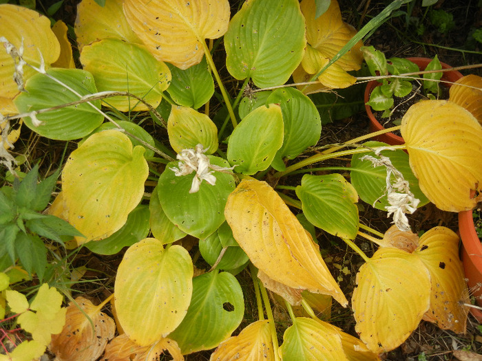 Autumn Colors (2011, October 25)