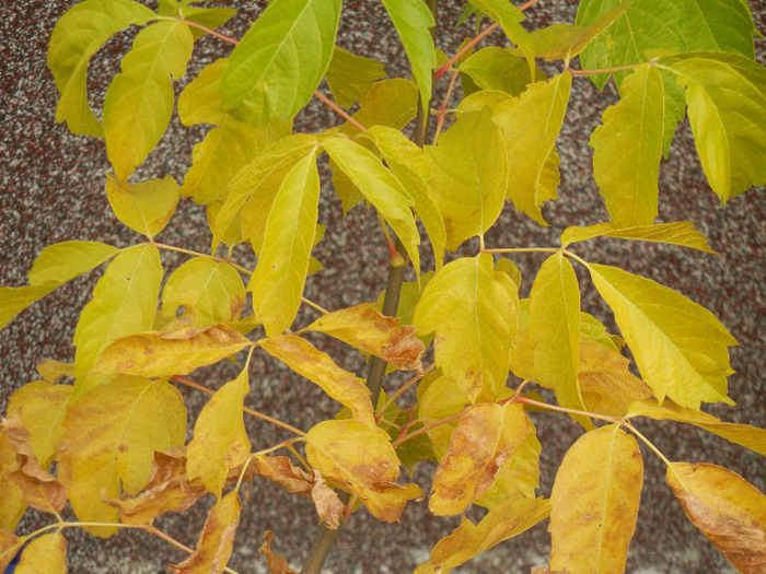 Autumn Colors (2011, October 25)