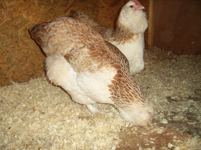 csib - xx FAVEROLLES expozitii 2011 Hannover