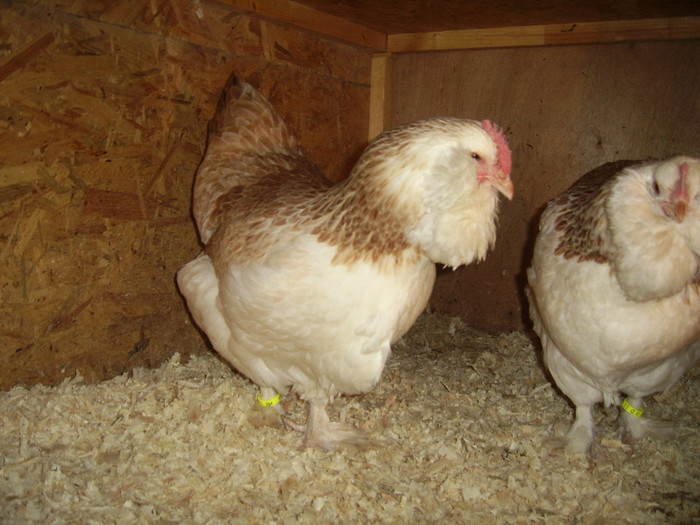 csib - xx FAVEROLLES expozitii 2011 Hannover