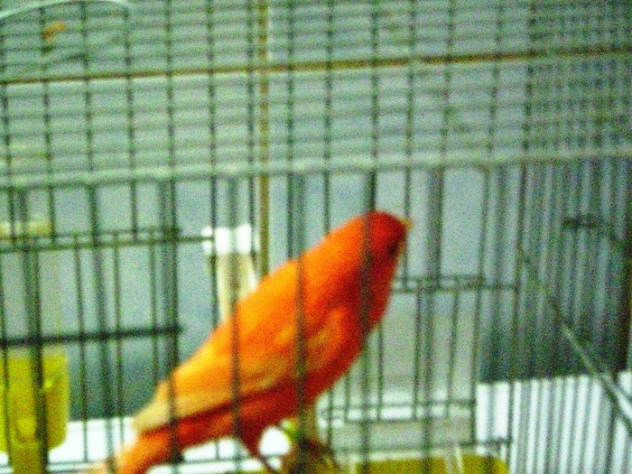 canari culoare 005