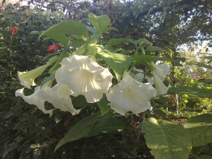 15 - Brugmansia si datura