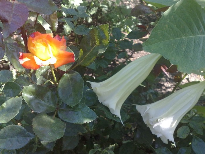 76 - Brugmansia si datura