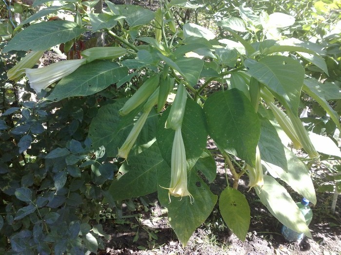 228 - Brugmansia si datura