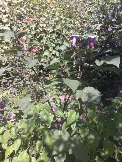 30 - Brugmansia si datura