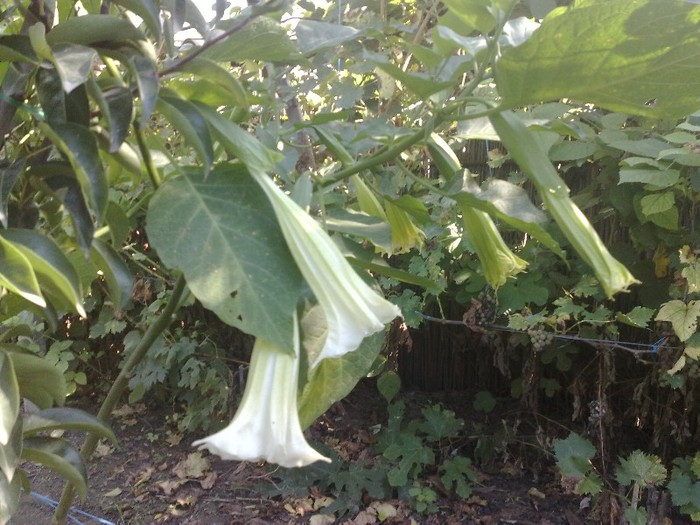 42 - Brugmansia si datura
