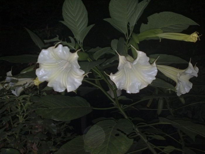 58 - Brugmansia si datura