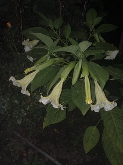 62 - Brugmansia si datura