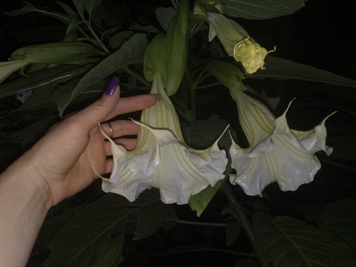 63 - Brugmansia si datura