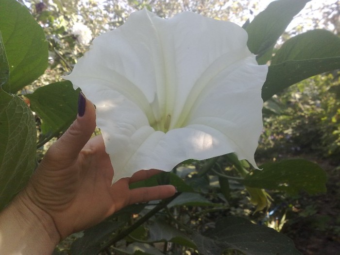 96 - Brugmansia si datura