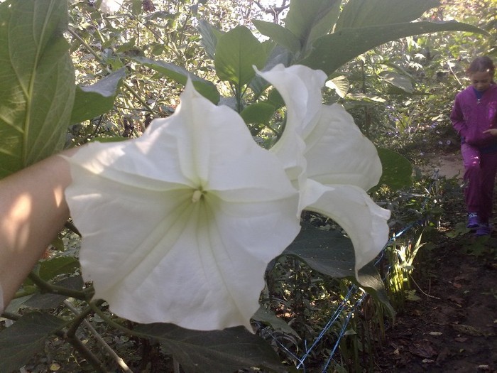 97 - Brugmansia si datura