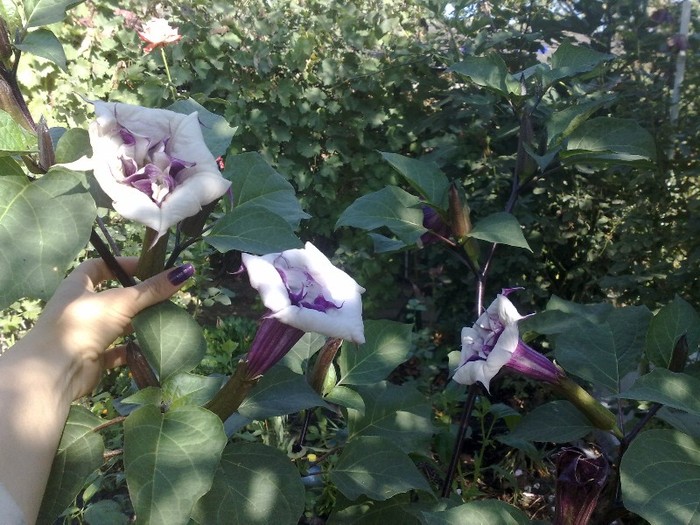 01 - Brugmansia si datura