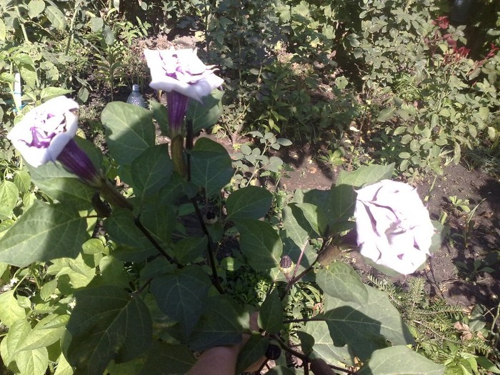 402 - Brugmansia si datura
