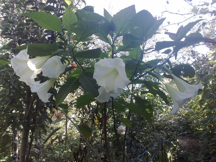 23 - Brugmansia si datura