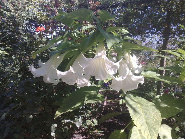 25 - Brugmansia si datura