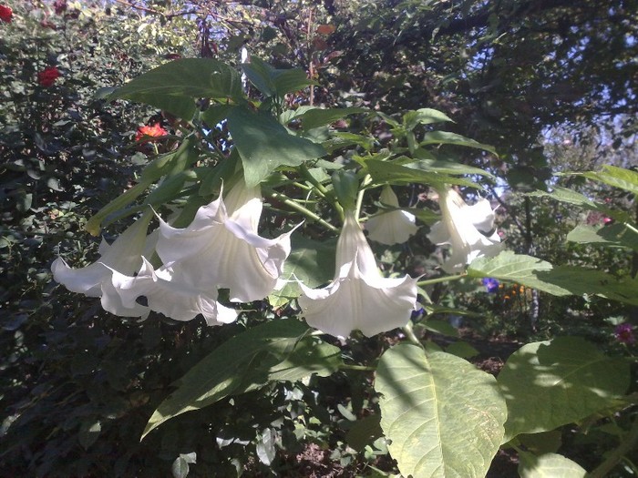 26 - Brugmansia si datura