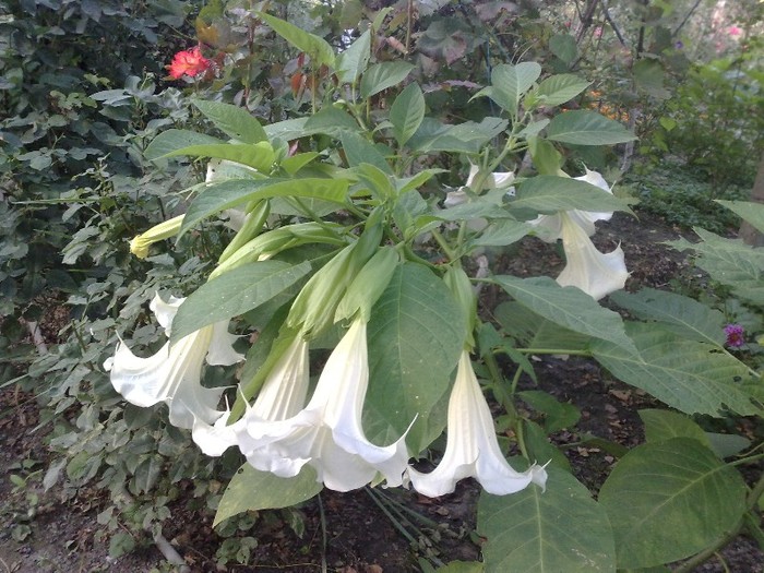 40 - Brugmansia si datura