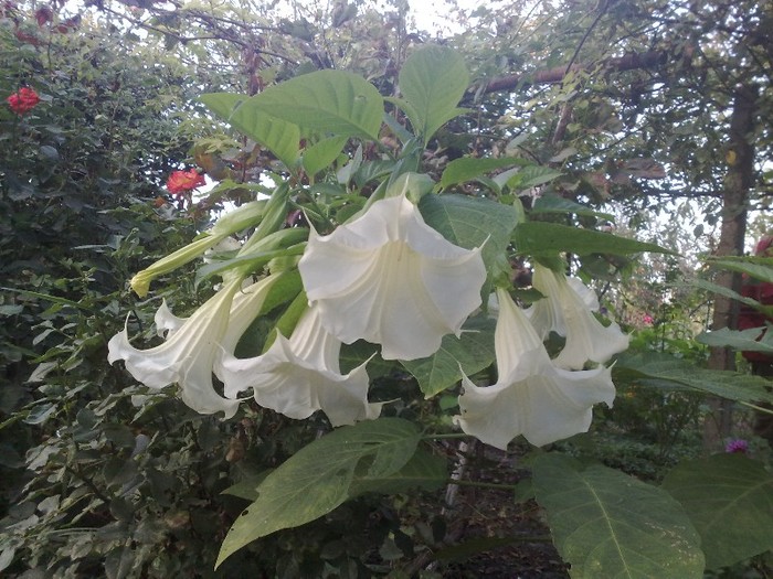 441 - Brugmansia si datura