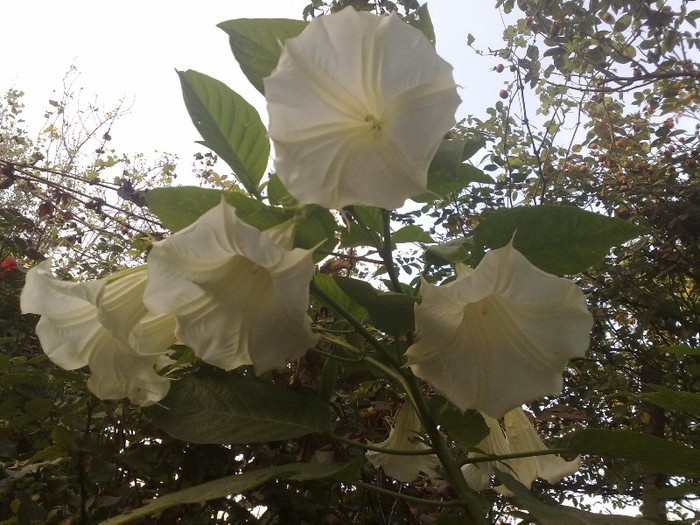 42 - Brugmansia si datura