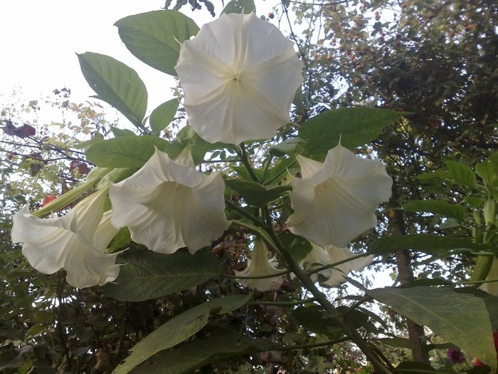 43 - Brugmansia si datura