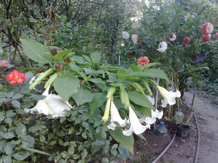 51 - Brugmansia si datura