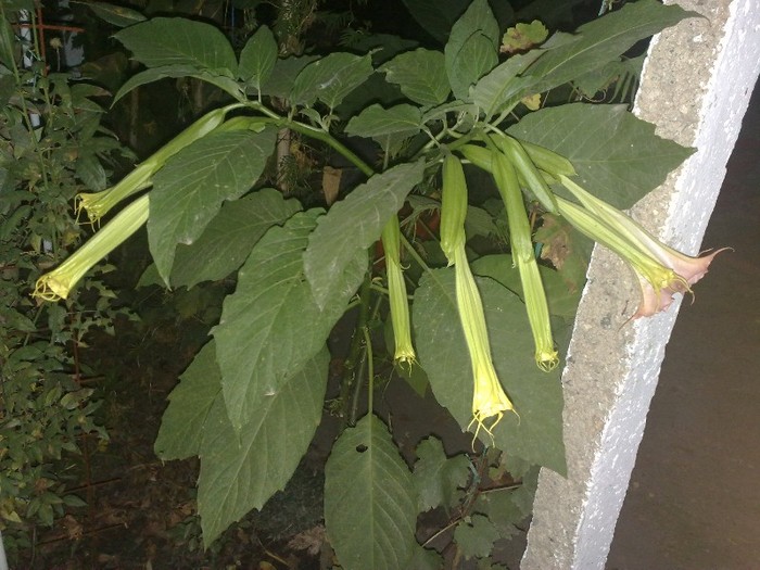 05 - Brugmansia si datura