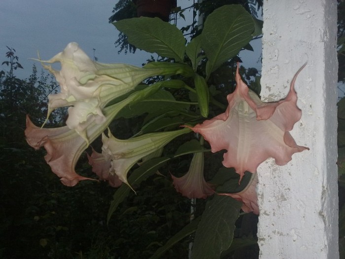 04 - Brugmansia si datura