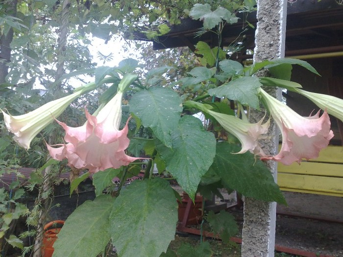 73 - Brugmansia si datura