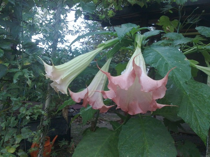 74 - Brugmansia si datura