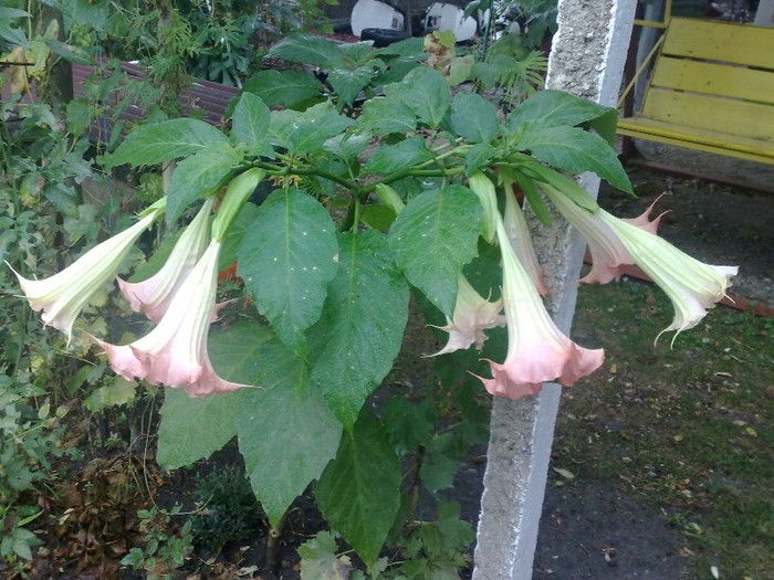 75 - Brugmansia si datura