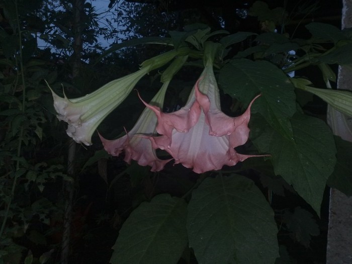 02 - Brugmansia si datura