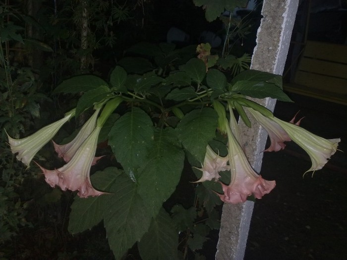 03 - Brugmansia si datura