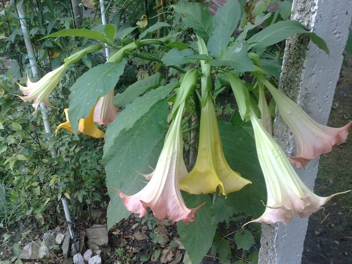 29 - Brugmansia si datura