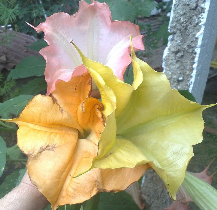 ddde - Brugmansia si datura