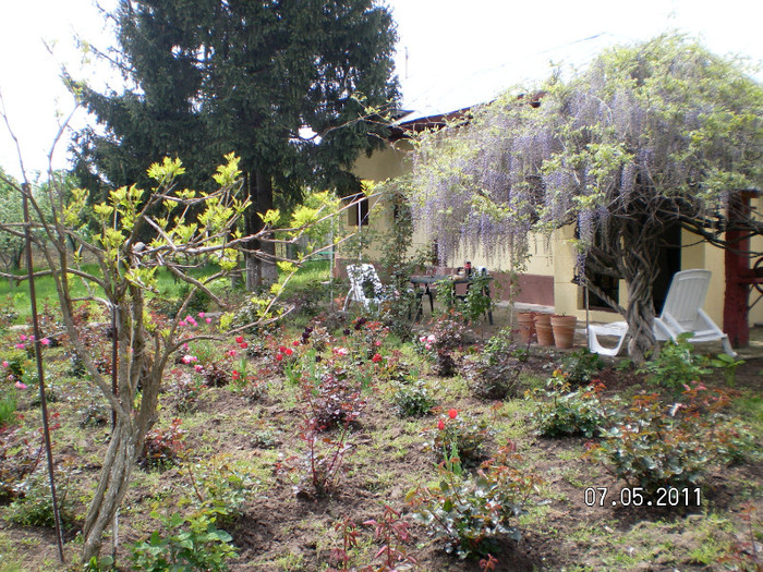 WISTERIA - Wisteria de vis