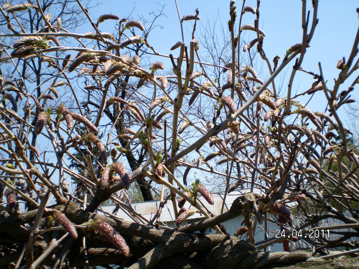 WISTERIA - Wisteria de vis