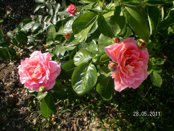 necunoscut 1 - Gradina de trandafiri 2011