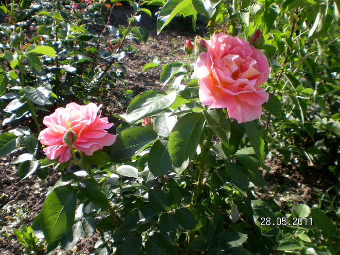 2 - Gradina de trandafiri 2011