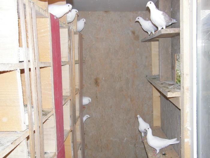 PA260047 - porumbei albi pentru nunti botezuri sau altfel de evenimente festive