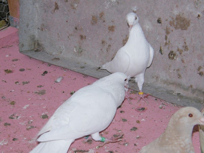 PA260062 - porumbei albi pentru nunti botezuri sau altfel de evenimente festive