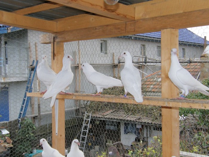 PA260055 - porumbei albi pentru nunti botezuri sau altfel de evenimente festive