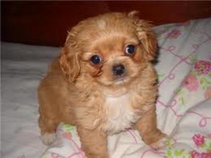 images (33) - Pechinez